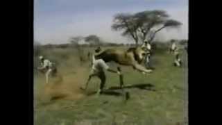 Lion Attacks Man (Horrific Lion Attack!)