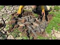 Amazing Catching &amp; Catfish Underground - Fishing Monster Catfish Live in Secret Nest Fish