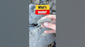 You Won’t Believe What’s Inside This Rock! 😱 #nature #animals #shorts
