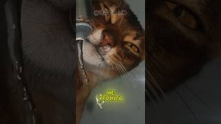 Почему коты боятся утонуть в миске?