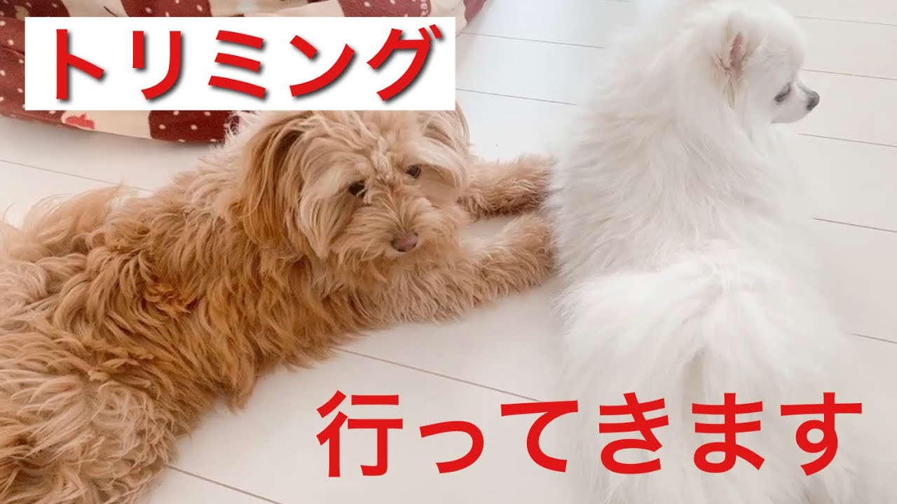 ポメラニアンとポメプーのトリミング 可愛すぎる Youtube ポメラニアンとポメプーのトリミング 可愛すぎる Youtube