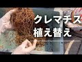 《クレマチス植え替え》出遅れた💦芽吹きが始まってしまたクレマチスの植え替え