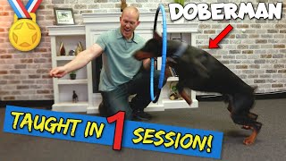 Teaching My Doberman to Jump Through a Hoop—On Command!