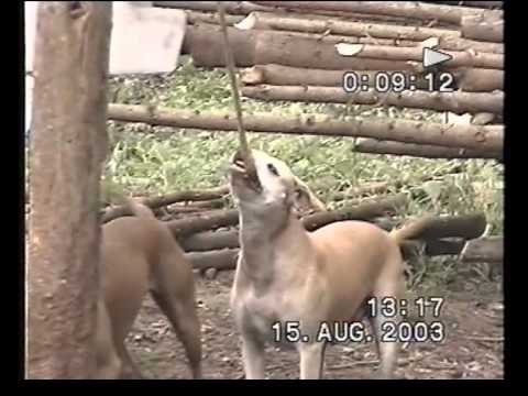 АПБТ. Anaconda's Coyote (Котя) и Anaconda's Kasta . И их мать Anakonda Coyote (Хонда) 2003г.