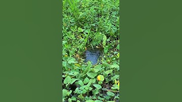 #shorts Hãy tập trung nhìn vào cái phao. Con cá rô đồng lớn ghì phao kích thích chưa. #caucarodong