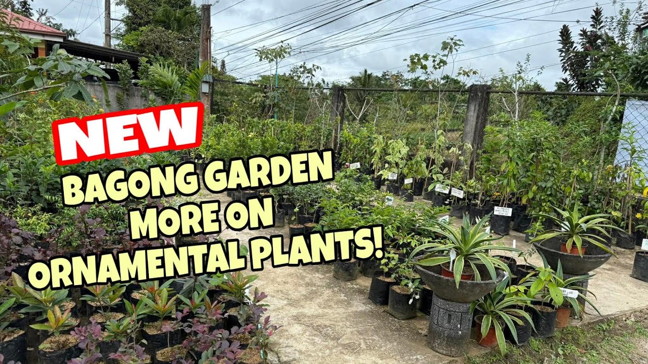 FARM PRICE OVERLOAD MURA LAHAT /MARYAM'S ORNAMENTAL PLANT TRADING 