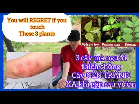 Video: Các Loại Cây Thường Gặp - Mẹo Trồng Cây Sumac Làm Cảnh