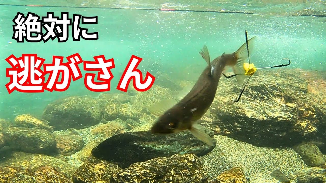 Mid-season! Catching ayu that have grown to a good size. - YouTube