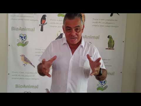 Vídeo: Doença De Pacheco Em Pássaros