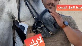 الفرورسيه وركوب الخيل مع الطموح المجد مصطفي غنيمه مؤسس نادي الخيل العربي الاصيل  الفروسيه  اشتراك