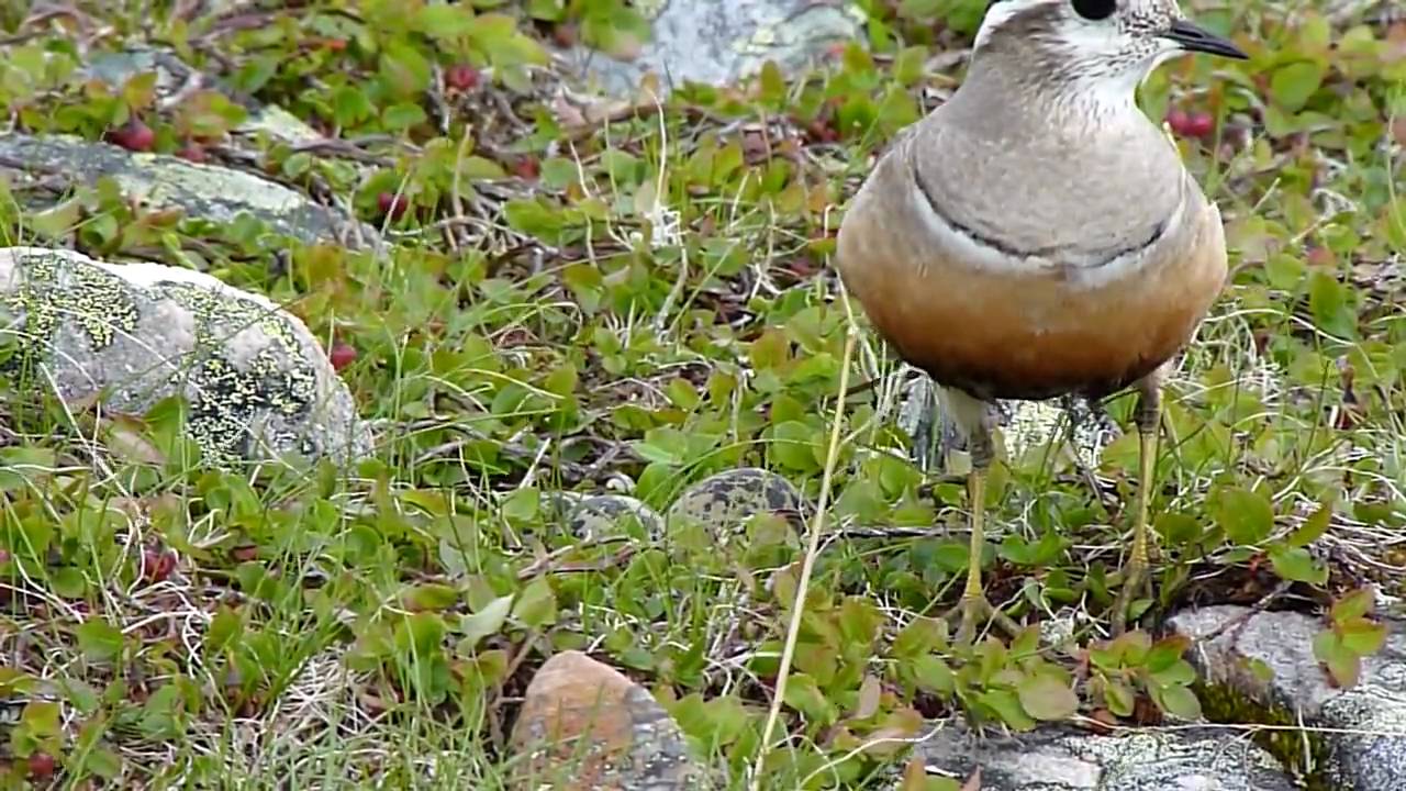 Mornell, Dotterel, Guignard.20100720 09133311vers