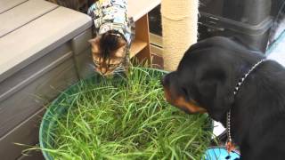 Bengal and Rottweiler eating cat grass