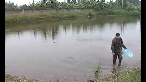 Nuôi cá trắm đen thương phẩm