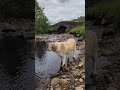 Fresh Yorkshire Water