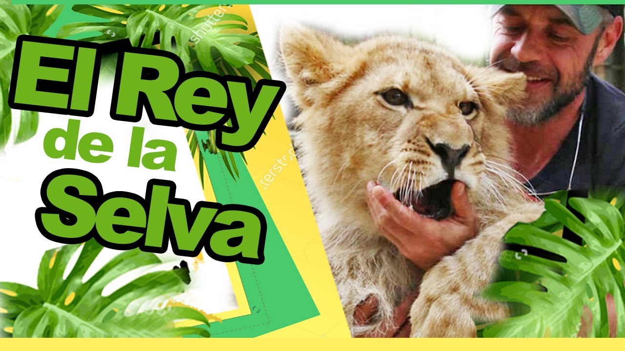 EL REY DE LA SABANA, EL LEÓN 🦁. EL #2 FELINO MÁS GRANDE DEL PLANETA