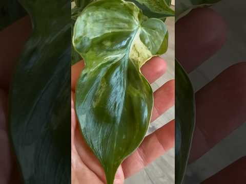 Video: Vai philodendron hederaceum var augt ūdenī?