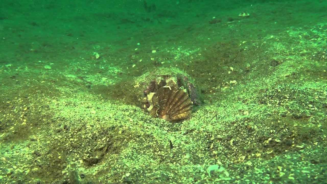 ビンに住むタ（日高）