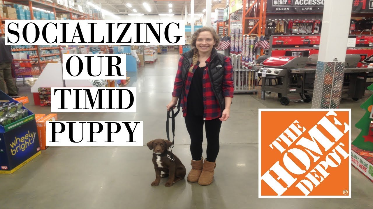 SOCIALIZING OUR PUPPY AT HOME DEPOT DOG TRAINING Makinze YouTube