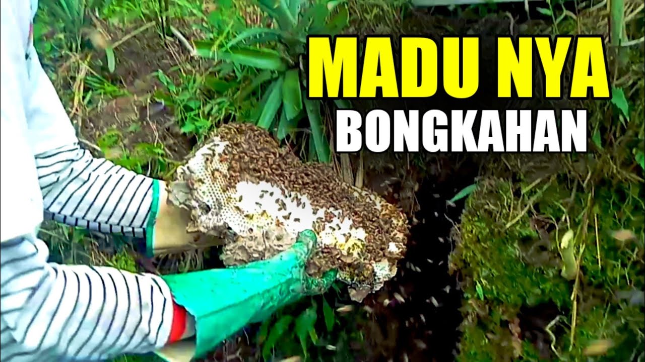 Terkejut dengan hasil madu nya paman 😁 dan kolon nya yang begitu super!!