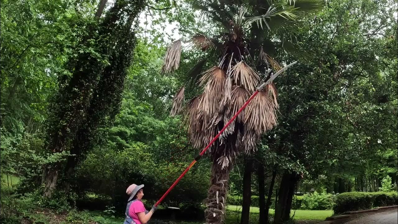 Can I Trim Palm Trees YouTube what-are-the-best-tools-to-trim-palm-trees-rings-world-the-local