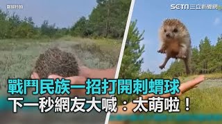 戰鬥民族一招打開刺蝟球 下一秒網友大喊：太萌啦！｜三立新聞網SETN.com
