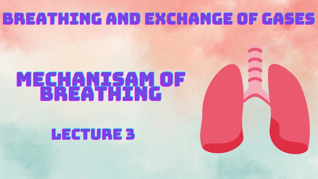 Breathing and exchange of gases I MECHANISM OF BREATHING I DIAPHRAGM I