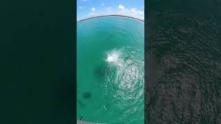 Download Lagu A Perfect Helicopter Dive… Until a Great Twist Changes Everything #helicopter #dive #amazing MP3