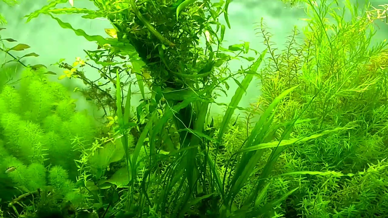 Most Beautiful Aquarium filled with Green Plants (Relaxing Video) YouTube