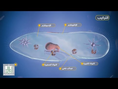 فيديو: كيف ينمو البراميسيوم؟