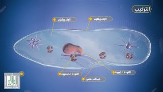 البراميسيوم - الطليعيات - فديو تفاعلي علم الاحياء