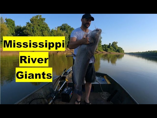 Fishing the Mississippi River. New PB for Blue Catfish 