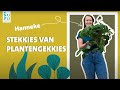 Intratuin  stekkies van plantengekkies  hanneke