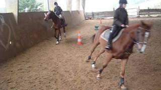 les chevaux au galop