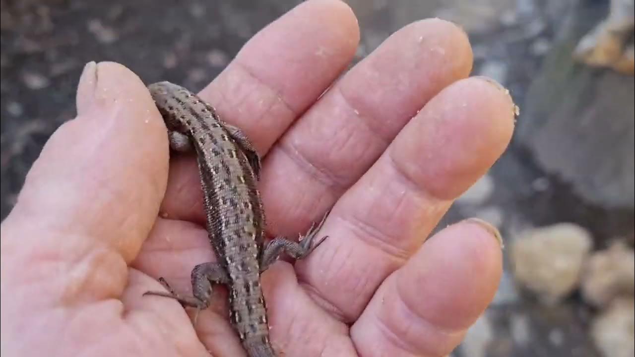 Спас ящерицу. Спас ящерицу. Беременность ящериц. Бородатая агама нормал. Крымская скальная ящерица.