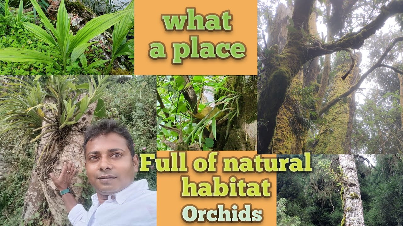 what a place!full of beautiful natural habitat orchids