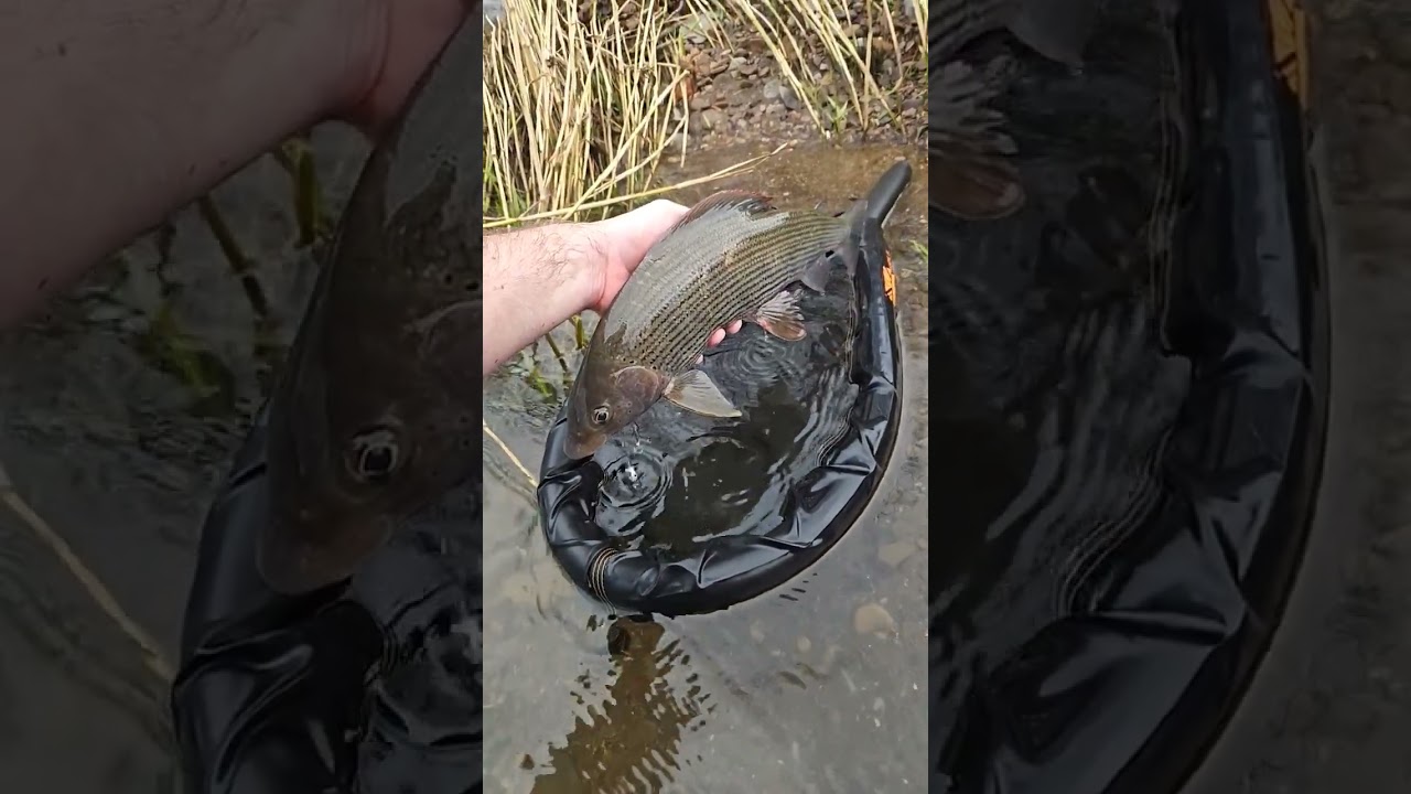 River Dove winter Grayling 2023