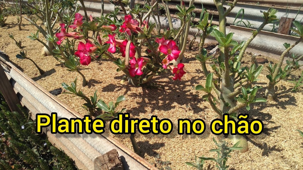 Rosa do deserto. Dica de como plantar direto no chão - thptnganamst.edu.vn