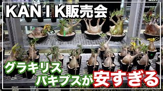 KANIK販売会のグラキリスとパキプスが激安でした｜Operculicarya pachypus｜ドルステニアギガス｜dorstenia gigas｜pachypodium｜gracilius