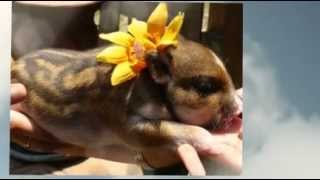 Teacup Pigs For Sale 727-271-9998 Teacup Pigs For Sale