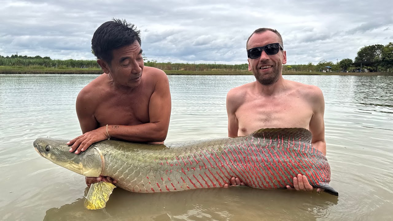 Thailandas 6 pagaliau pagavau Piraruku (arapaima)