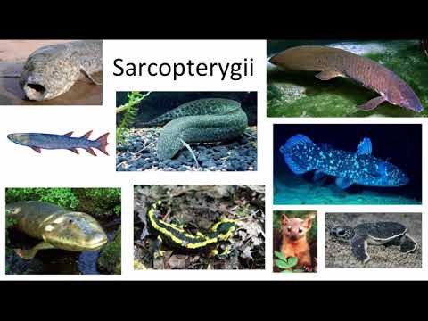 Meet the Vertebrates