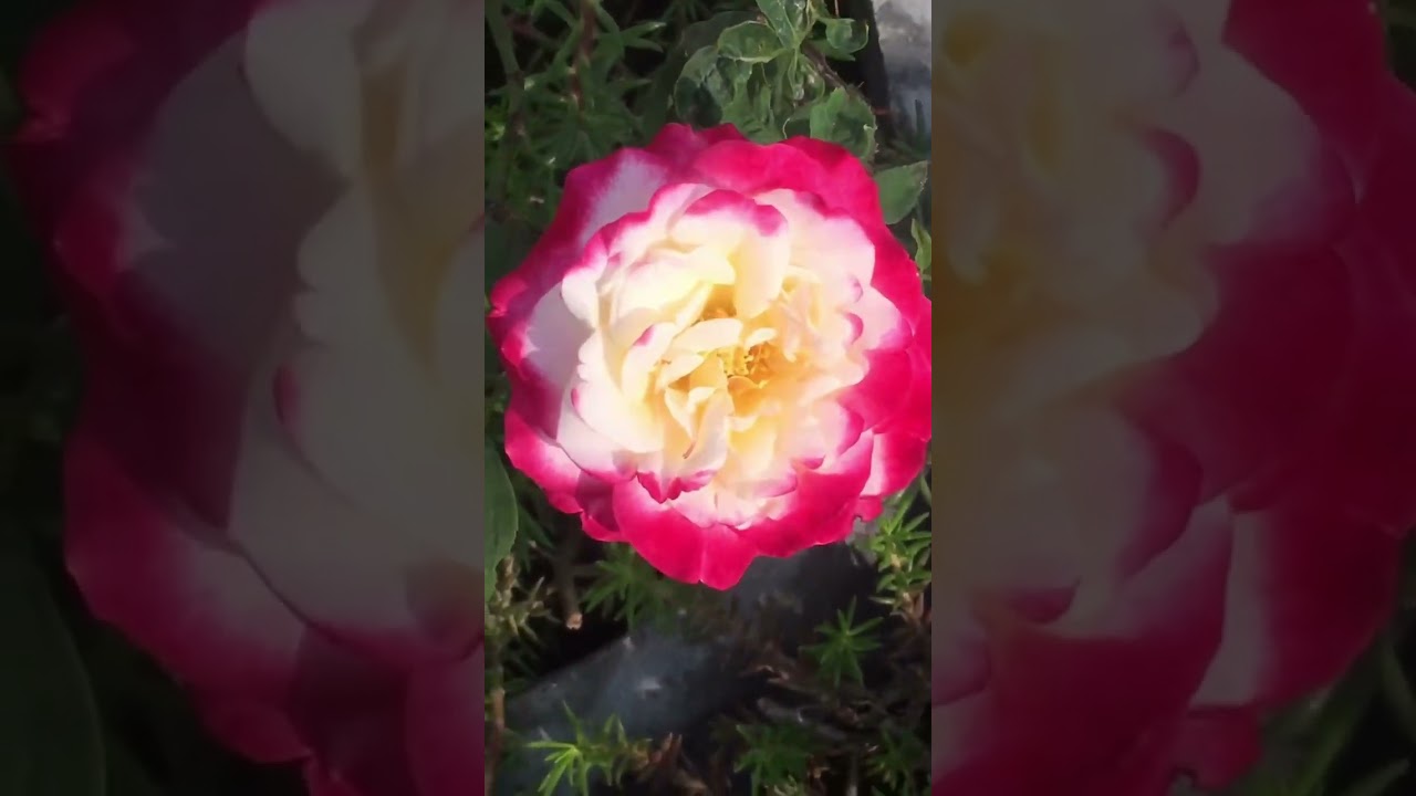 #beautythatheals #flowers #youtubeshorts