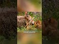 The Wolf's Way of Raising Its Children 🐺 #wolf #care