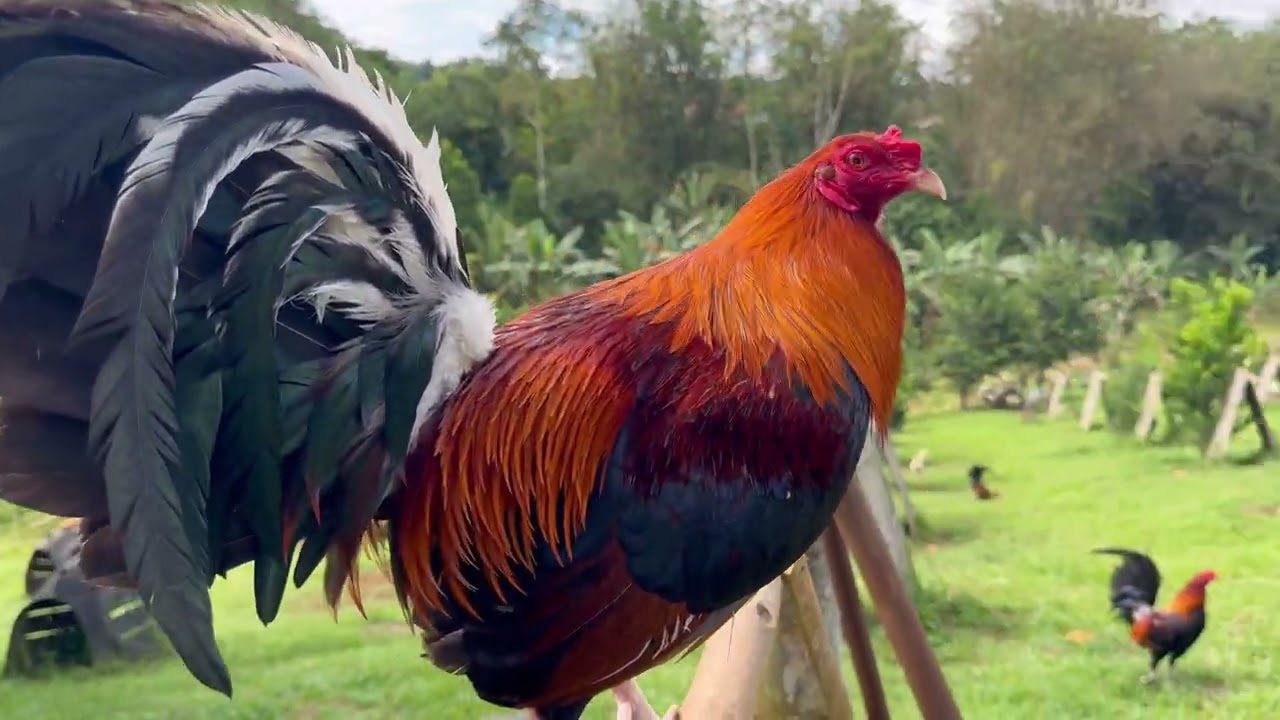 Sunday chill at NRC Sniper GameFarm (Atty. Jun Cajes)