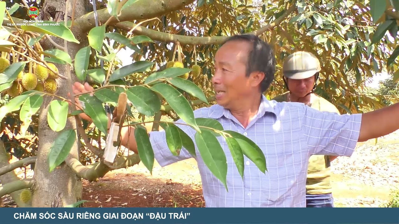 Từ 2 Năm Rưỡi đến 3 Năm Rưỡi cho hơn 1 tạ trái | Chia Sẻ cách  chăm Sầu Riêng Giai Đoạn Đậu Trái