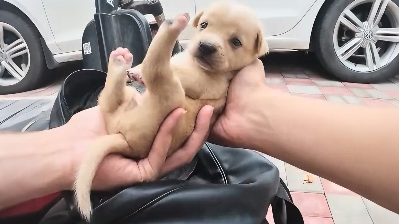 Бездомный щенок, умоляя о доме, побежал за мной, но воспитывать его — это все равно что воспитыва...