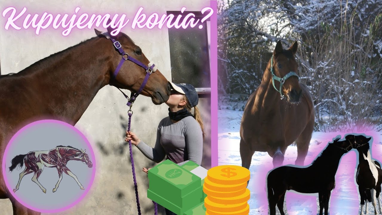 kupujemy-konia-ilekosztujeko-youtube