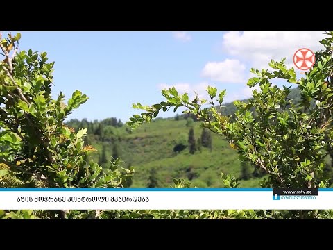 ბზის მოჭრაზე კონტროლი მკაცრდება