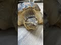 هجوم السلاحف النهاشة سلاحف   سلاحف النينجا حيوانات