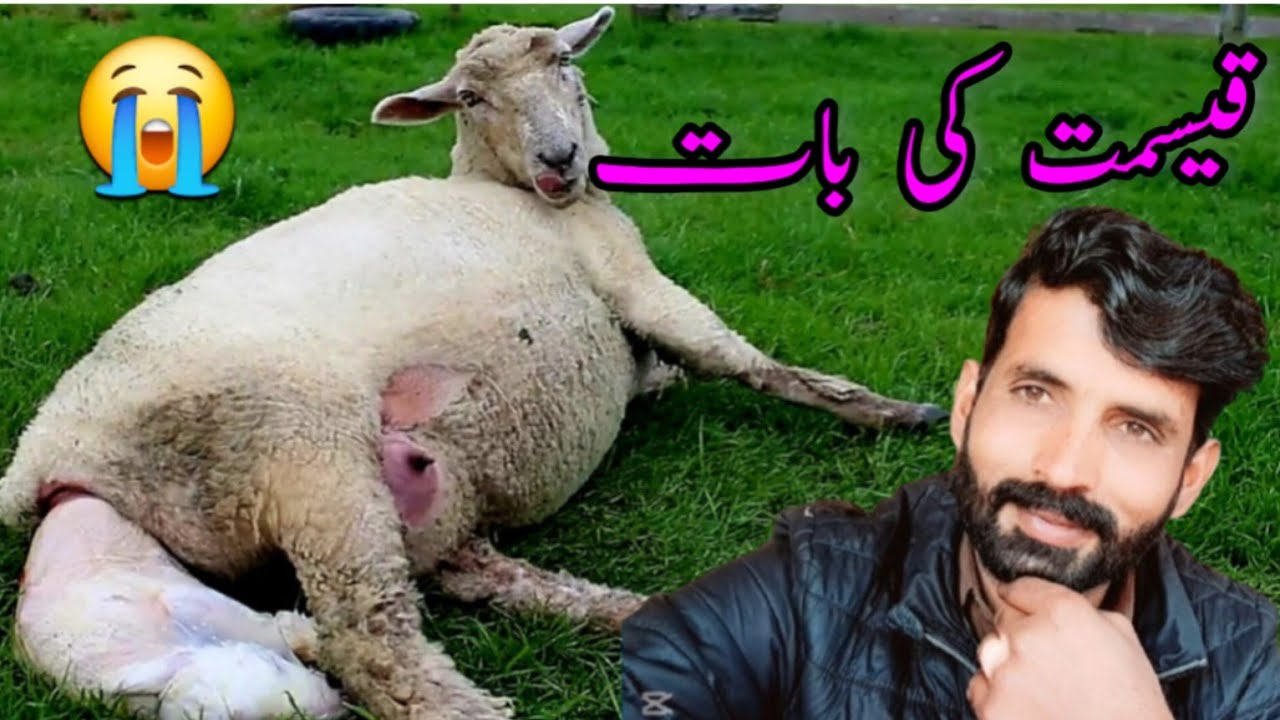 Sheep Delivery of khokhar kajla sheep farm